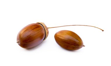 Olgun meşe palamutları beyaz bir arkaplanda izole edilmiş