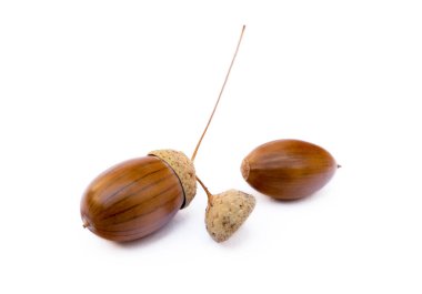 Olgun meşe palamutları beyaz bir arkaplanda izole edilmiş