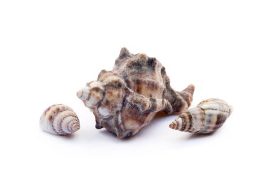 Beyaz arka plan üzerinde izole egzotik deniz kabukları