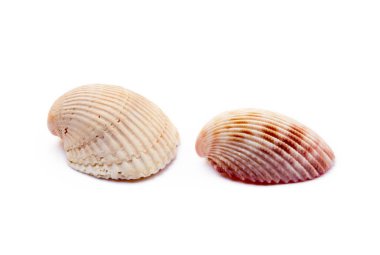  Beyaz arka plan üzerinde izole egzotik deniz kabukları