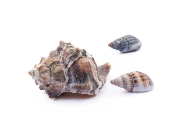 Exotic Sea Shells Isolated White Background — Stock Photo, Image