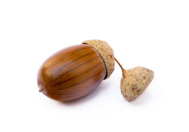 Olgun meşe palamutları beyaz bir arkaplanda izole edilmiş