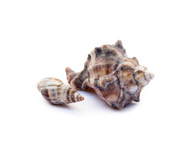 Beyaz arka plan üzerinde izole egzotik deniz kabukları
