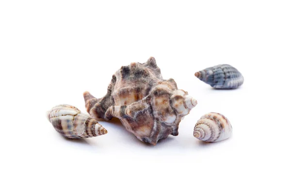 Exotic Sea Shells Isolated White Background — Stock Photo, Image