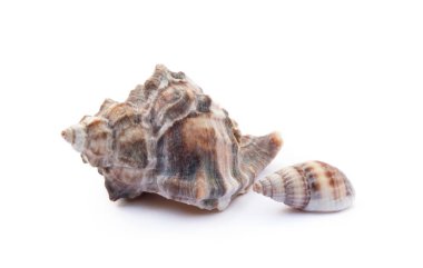 Beyaz arka plan üzerinde izole egzotik deniz kabukları