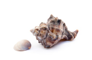 Beyaz arka plan üzerinde izole egzotik deniz kabukları