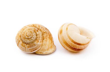  Egzotik deniz salyangoz beyaz arka plan üzerinde izole