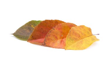  Beyaz arkaplanda renkli sonbahar yaprakları izole 