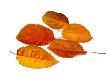 Beyaz arkaplanda renkli sonbahar yaprakları izole