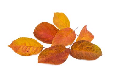 Beyaz arkaplanda renkli sonbahar yaprakları izole