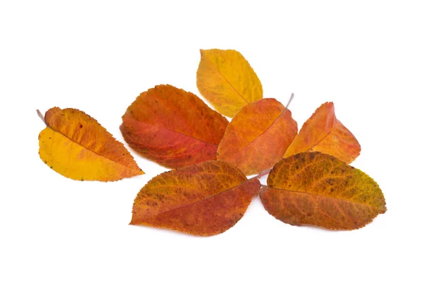 Kleurrijke Herfstbladeren Geïsoleerd Witte Achtergrond — Stockfoto