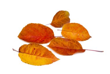 Beyaz arkaplanda renkli sonbahar yaprakları izole