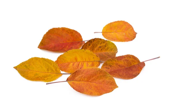 Kleurrijke Herfstbladeren Geïsoleerd Witte Achtergrond — Stockfoto