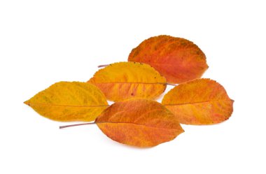 Beyaz arkaplanda renkli sonbahar yaprakları izole