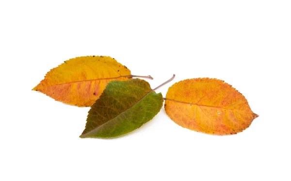 Kleurrijke Herfstbladeren Geïsoleerd Witte Achtergrond — Stockfoto