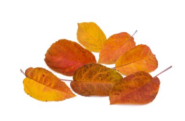 Beyaz arkaplanda renkli sonbahar yaprakları izole