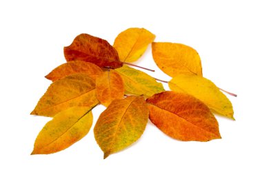 Beyaz arkaplanda renkli sonbahar yaprakları izole