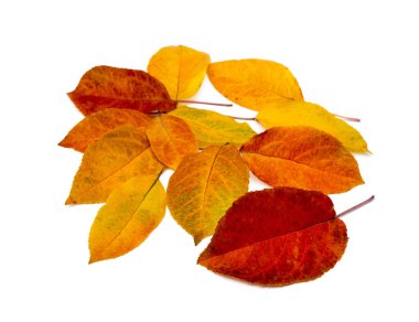 Beyaz arkaplanda renkli sonbahar yaprakları izole