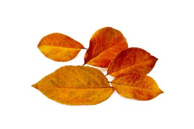  Beyaz arkaplanda renkli sonbahar yaprakları izole