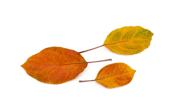 Kleurrijke Herfstbladeren Geïsoleerd Witte Achtergrond — Stockfoto