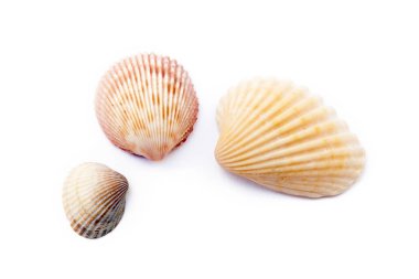 Beyaz arka plan üzerinde izole egzotik deniz kabukları