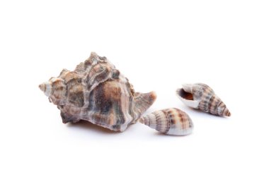 Beyaz arka plan üzerinde izole egzotik deniz kabukları