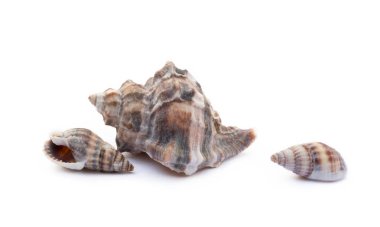 Beyaz arka plan üzerinde izole egzotik deniz kabukları