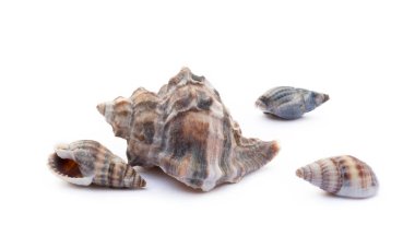 Beyaz arka plan üzerinde izole egzotik deniz kabukları
