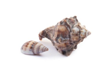 Beyaz arka plan üzerinde izole egzotik deniz kabukları