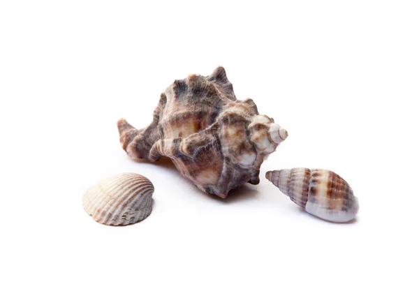 白色背景下的奇异海贝壳 — 图库照片