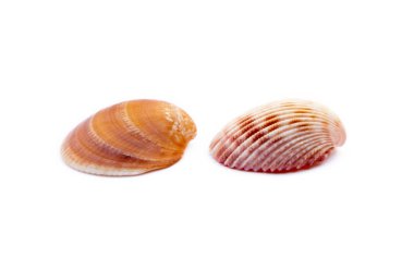 Beyaz arka plan üzerinde izole egzotik deniz kabukları