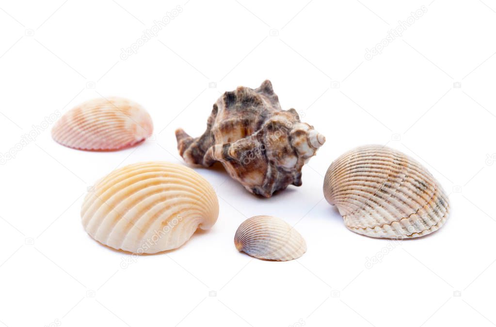 Exotic sea shells isolated on white background