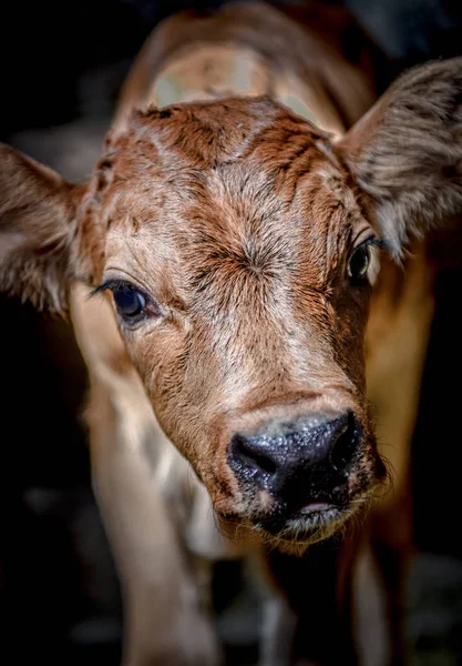 Cow Domestic Animals Farm — Stock Photo, Image