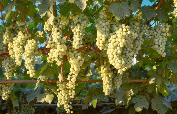 Білий Виноград Саду — стокове фото