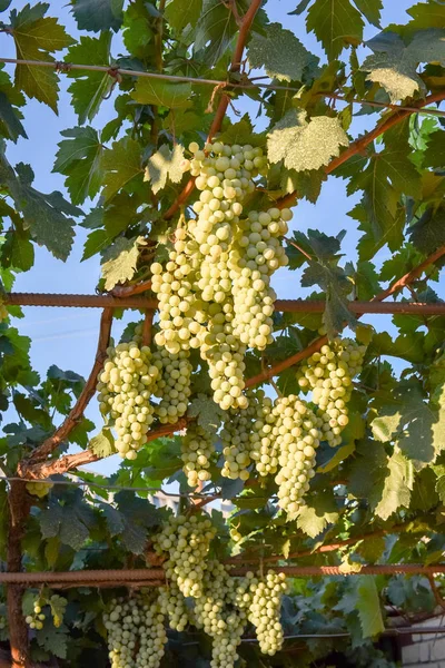 Fehér Szőlő Kert — Stock Fotó