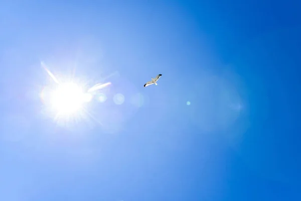 Seagulls Blue Sky Brilliant Sun — Stock Photo, Image