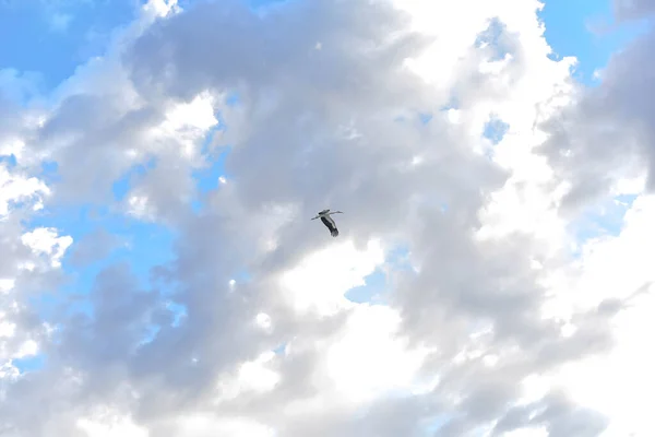 Stork Soars Having Spread Wings Background Sky — Stock Photo, Image