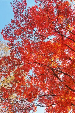 Çarpıcı kırmızı akçaağaç teması çerçeveyi sonbahar temalı tasarımlar için mükemmel sonbahar renklerini gösteren açık mavi gökyüzüne karşı doldurur..