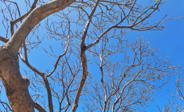 Ağacın çıplak dalları açık mavi gökyüzüne doğru uzanır ve doğal veya mevsimsel arkaplanlar için katıksız bir kontrastlık yaratır..