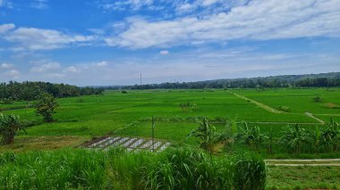 Bereketli yeşil çeltik tarlası, tarım ve seyahat temalı projeler için mükemmel tropikal ağaçlarla kaplı açık mavi bir gökyüzünün altında uzanır..