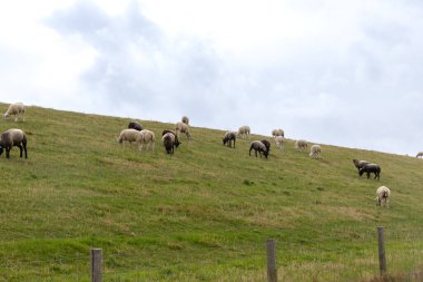Değişik bir koyun sürüsü, sakin bir atmosfer ve gökyüzünde yumuşak bulutlarla çevrili canlı yeşil bir yamaçta huzur içinde otluyor.