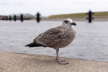 Martı, su kenarında beton iskelede duruyor. Karmaşık tüy desenleri ve tuhaf davranışlar sergiliyor. Sakin bir sahil zeminine dayanıyor.