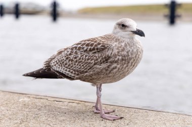 Genç martı su kenarında betona tünemiş, karmaşık tüy desenleri sergiliyor ve kıyıdaki ortamına karışıp doğal güzellikleri ön plana çıkarıyor.