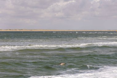 Foklar üreme mevsiminde okyanus dalgalarında yüzerken görülür, sakin bir sahil ortamında doğal davranışlarını ve etkileşimlerini vurgular.