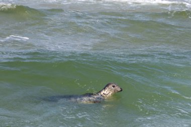 Fok, üreme mevsiminde berrak okyanus sularında yüzüyor. Yumuşak dalgalar ve canlı bir deniz atmosferi arasında doğal davranışlar sergiliyor.