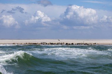 Foklar kumlu bir sahilde güneşlenirken, yakınlarda hafif dalgalar süzülüyor, üreme mevsiminde sakin bir atmosfer yaratıyorlar.