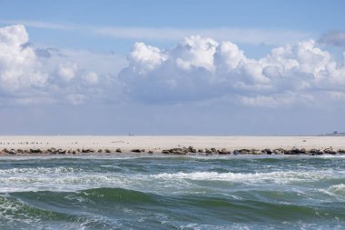 Foklar kumlu bir sahilde güneşlenirken, yumuşak dalgalar yakınlarda, üreme mevsiminde parlak bir gökyüzünün altında, vahşi yaşam aktivitelerini vurguluyor.