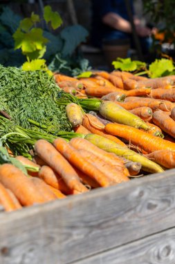 Canlı havuçlar ve yemyeşil bluzlar bir çiftçi pazarında güzel bir şekilde düzenlenmiştir. Organik sebzelerin tazeliğini ve çekiciliğini ön plana çıkarırlar.