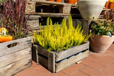 Ahşap sandıklar ve tencerelerdeki yemyeşil yeşillik, renkli bitkiler ve doğa keyfi için dekoratif unsurların yer aldığı canlı bir ev bahçesi atmosferi yaratıyor.