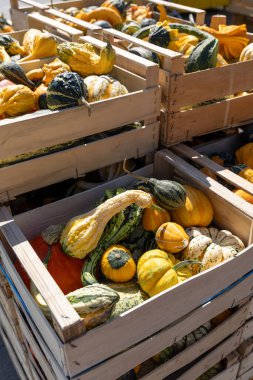Mevsimlik hasat atmosferinin zengin renklerini ve dokularını vurgulayan ahşap sandıklarda çeşitli balkabakları ve su kabakları sergilenir. boş alan